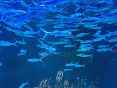 -正佳极地海洋世界