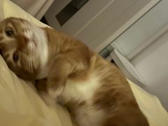 -瑞鹏宠物医院·骨科·猫科·内科(第一中心)