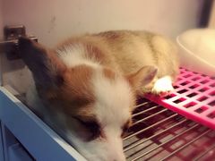 -1013 PET SHOP 宠物商店(近铁城市广场店)