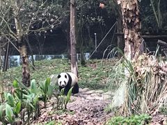 -都江堰中华大熊猫苑