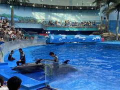 -海合安成都极地海洋公园