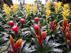 -北京植物园-展览温室