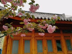 -中国中医科学院望京医院(院本部)