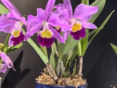 -北京植物园-展览温室