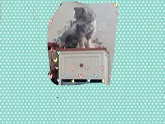-达爱动物医院·犬猫分区·CT·复杂眼科(远洋山水分院)