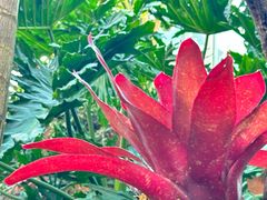 -昆明植物园