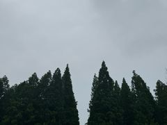 -东平国家森林公园