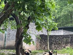 -都江堰中华大熊猫苑