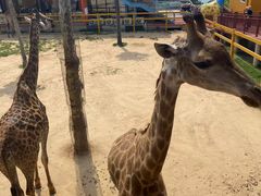 -西霞口神雕山野生动物世界