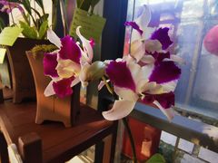 -厦门园林博览苑
