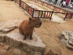 -西霞口神雕山野生动物世界