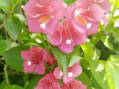 -桃花岛景观公园