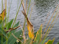 -贡湖湾湿地公园