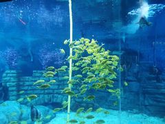 -烟台海昌鲸鲨海洋公园