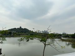 -王借岗森林公园