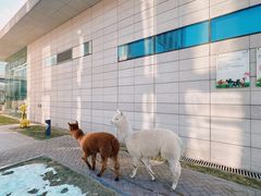 -廊坊固安福朋喜来登酒店