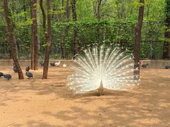 -秦皇岛野生动物园