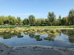 -白洋淀景区