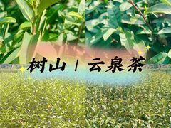 -树山生态村
