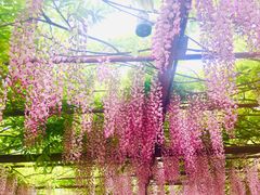 -嘉定紫藤园