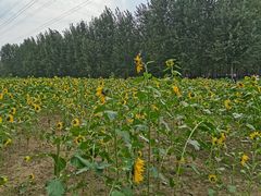 -长白岛森林公园