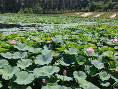 android_upload_pic-沈阳植物园