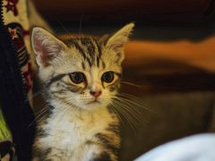 猫咪汤圆-咖法森林·咖啡  酒吧(天河店)