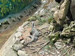 -野象谷景区