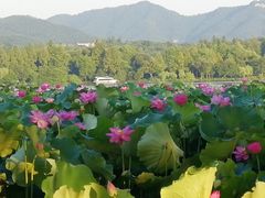 -杭州国际会议中心洲际酒店-原素全日餐厅(解放东路店)
