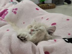 -爱佳宠物中心医院24H·CT·骨外科·猫专科(瑶海万达店)