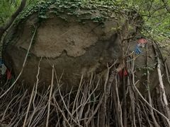 -白水寺森林公园