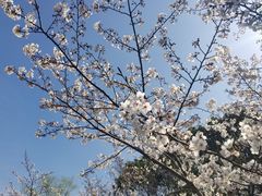-顾村公园
