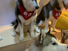 -Husky Go! 哈士奇体验馆·宠物咖啡厅狗咖