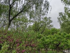 -莲花池公园