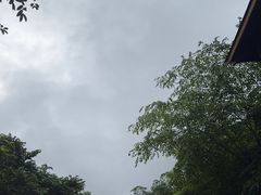 -西双版纳原始森林公园