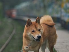 -黄桷坪涂鸦艺术街