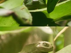 -上海大自然野生昆虫馆(东方明珠·爬宠昆虫探索中心)