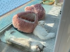 -A猫a狗全科·犬猫异宠·芥西宠物医院(南开总院)