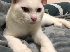 -创凡宠物医院·骨专科  猫科中心(西乡分院)