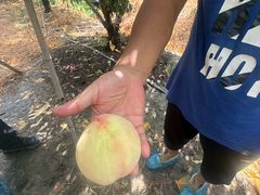 -老袁家蜜桃农场·阳山水蜜桃