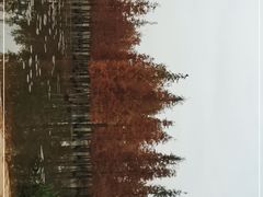 -白鹭湾湿地公园