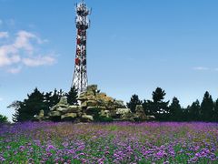 -羊亭河湿地公园