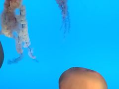 -合肥海洋世界