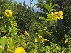 -广州白江湖森林公园