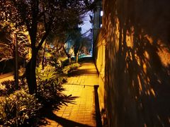 -武汉大学-樱园