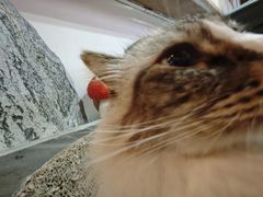 -白兔子密室(长寿路店)