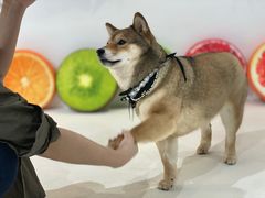 -柴务处·柴犬主题狗咖