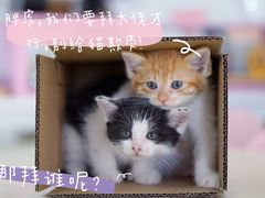 -瑞派动物医院·猫专科·至诚(江南中分院)