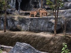 -清迈夜间动物园