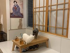 -Let's go狗咖·猫咖·奶狗·桌游(春熙路IFS店)
